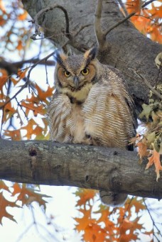 /userimg/Lr2qL/great horned owl cp 1 for print 1.jpg